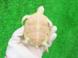 画像11: Ｔ-アルビノクサガメ14