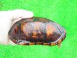 画像1: ミナミシロクチドロガメ5