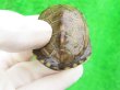 画像6: パステルクサガメ5　ＳＡＬＥ！1,000円OFF