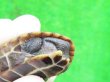 画像6: ハイポクサガメP.Het.アルビノ16　