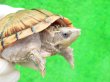 画像4: ミシシッピニオイガメ45（ハイポ♂スペシャルセレクト）