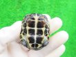 画像9: パステルクサガメ5　ＳＡＬＥ！1,000円OFF