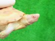 画像1: Ｔ-アルビノクサガメ14