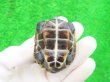 画像8: ハイポクサガメP.Het.アルビノ16　