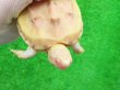 画像6: Ｔ-アルビノクサガメ14