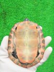 画像9: キタアカハラガメ８　ＳＡＬＥ！