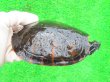 画像1: キタアカハラガメ８　ＳＡＬＥ！