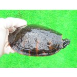画像: キタアカハラガメ８　ＳＡＬＥ！ＳＡＬＥ！4,000円OFF