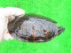 画像: キタアカハラガメ８　ＳＡＬＥ！