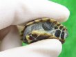 画像4: パステルクサガメ4　ＳＡＬＥ！1,000円OFF