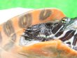 画像7: キタアカハラガメ８　ＳＡＬＥ！