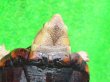 画像5: ミナミシロクチドロガメ5