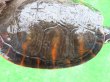 画像4: キタアカハラガメ８　ＳＡＬＥ！