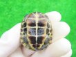 画像9: パステルクサガメ4　ＳＡＬＥ！1,000円OFF