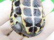 画像7: パステルクサガメ5　ＳＡＬＥ！1,000円OFF