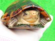 画像4: ミナミシロクチドロガメ5