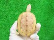 画像3: Ｔ-アルビノクサガメ14