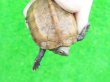 画像4: ハイポクサガメP.Het.アルビノ16　