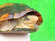 画像3: ミナミシロクチドロガメ5