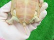 画像10: Ｔ-アルビノクサガメ14