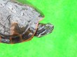 画像3: キタアカハラガメ８　ＳＡＬＥ！