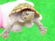 画像5: ミシシッピニオイガメ45（ハイポ♂スペシャルセレクト）