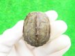 画像2: パステルクサガメ4　ＳＡＬＥ！1,000円OFF