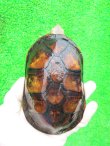 画像2: ミナミシロクチドロガメ5