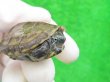 画像3: パステルクサガメ4　ＳＡＬＥ！1,000円OFF