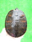 画像2: キタアカハラガメ８　ＳＡＬＥ！
