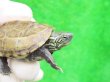 画像3: パステルクサガメ7　ＳＡＬＥ！1,000円OFF