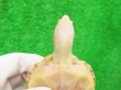 画像5: Ｔ-アルビノクサガメ14