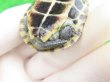 画像8: パステルクサガメ4　ＳＡＬＥ！1,000円OFF