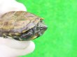 画像3: パステルクサガメ5　ＳＡＬＥ！1,000円OFF