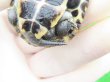 画像8: パステルクサガメ5　ＳＡＬＥ！1,000円OFF