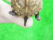 画像5: パステルクサガメ7　ＳＡＬＥ！1,000円OFF