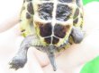 画像6: パステルクサガメ7　ＳＡＬＥ！1,000円OFF