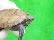 画像3: ハイポクサガメP.Het.アルビノ16　