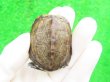 画像2: パステルクサガメ5　ＳＡＬＥ！1,000円OFF