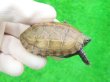 画像1: ハイポクサガメP.Het.アルビノ16　