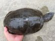 画像5: タバスコクジャクガメ12