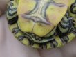 画像7: タバスコクジャクガメ11　