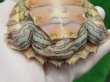 画像11: キマダラチズガメ４