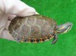 画像1: タバスコクジャクガメ11　