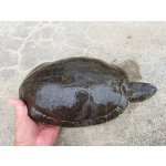画像: タバスコクジャクガメAD♀　ＳＡＬＥ！ＳＡＬＥ！10,000円OFF