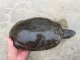 画像: タバスコクジャクガメ12
