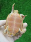 画像8: Ｔ-アルビノクサガメ15