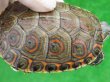 画像6: タバスコクジャクガメ11　