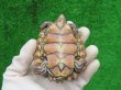 画像7: キマダラチズガメ３