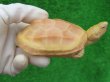 画像1: Ｔ-アルビノクサガメ15